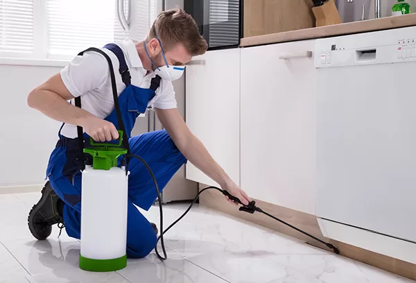 Pest Extermination in kitchen
